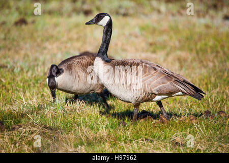a pair of canadian geese in yellowstone national park Stock Photo