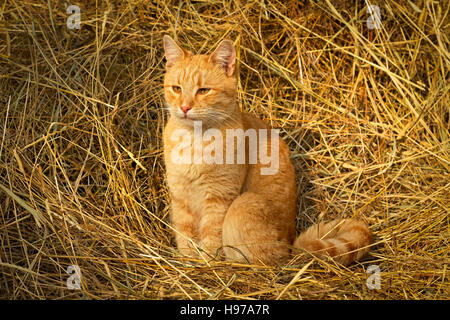 Red cat sitting on yellow hay Stock Photo