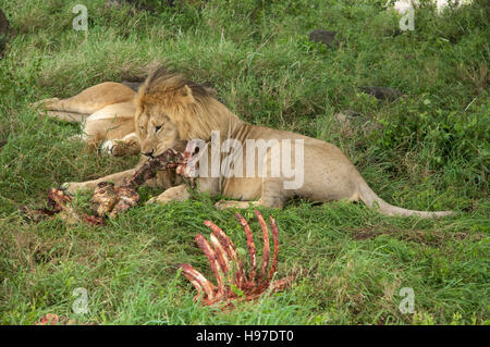 Male lion and lioness (Panthera leo) eating the remains of a zebra kill, Serengeti National Park, Tanzania Stock Photo