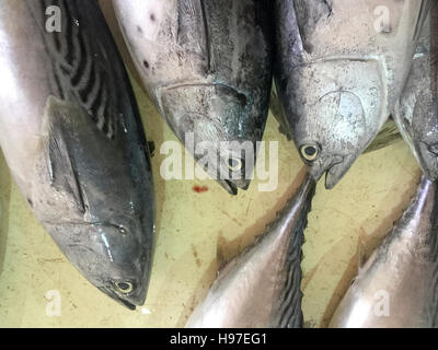Close up of yellow fin tuna on display at fish market. Stock Photo