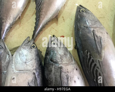 Close up of yellow fin tuna on display at fish market. Stock Photo