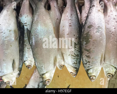 Close up of  Milk Mish or local called Ikan Bolu or Bahulu on display at fish market. Stock Photo