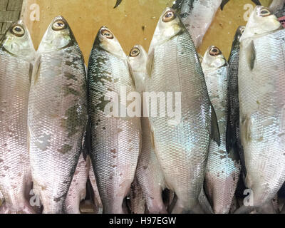 Milk Mish or local called Ikan Bolu or Bahulu on display at fish market. Stock Photo