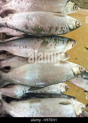 Close up of  Milk Mish or local called Ikan Bolu or Bahulu on display at fish market. Stock Photo