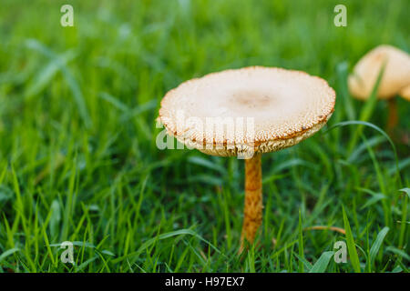 Mushroom in the tropical forests . Stock Photo