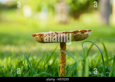 Mushroom in the tropical forests . Stock Photo