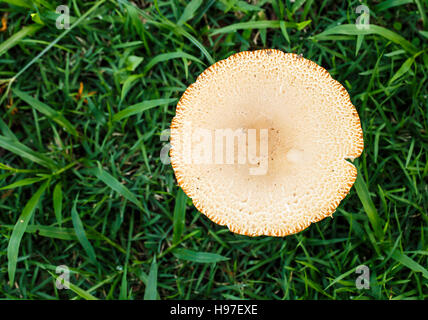 Mushroom in the tropical forests. Stock Photo