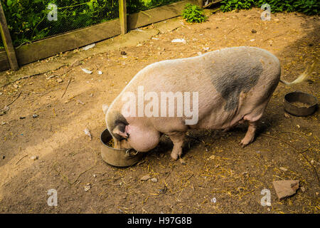 Dordogne France pet pig in pen Stock Photo