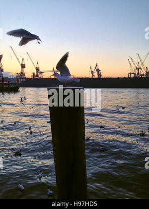 Seagulls in a harbour or port perched on wooden pilings and flying in the air with cranes silhouetted against a sunset behind Stock Photo