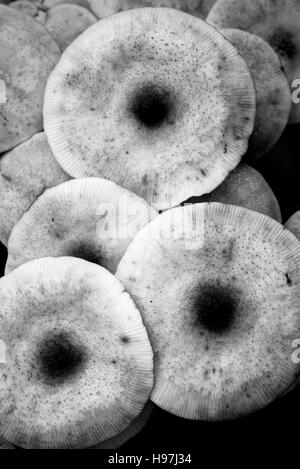Round mushrooms still life composition Stock Photo