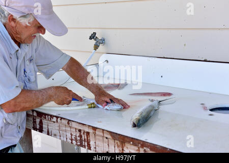 Older fisherman gutting freshly caught fish at free cleaning station on Naples pier, Florida, USA Stock Photo