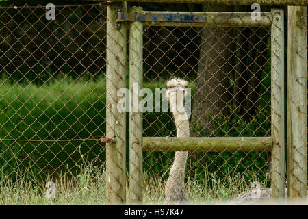 Ostrich looking behind a fence in karpin abentura, Carranza, Vizcaya Stock Photo