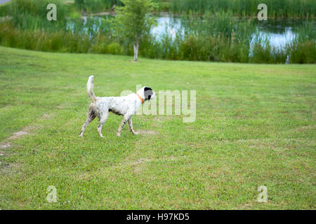 English Setter on point by pond Stock Photo
