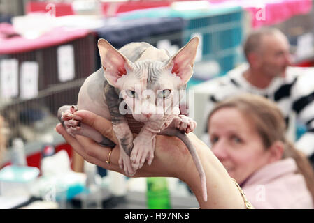 Young Sphynx kitten being held in a person's hand during a cat show competition.Hairless breed;wrinkled skin,large ears,and unique appearance. Stock Photo