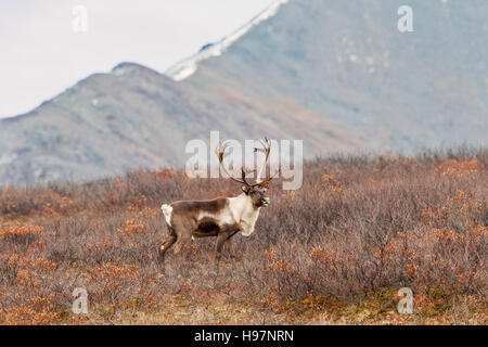 Caribou herd in the Alaskan Range mountains during the autumn rut Stock ...