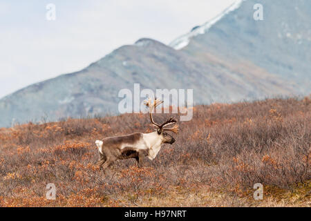 A lone male caribou in the Alaskan Range mountains during the autumn ...