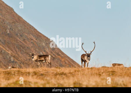 A bull and cow caribou in the Alaskan Range mountains during the autumn rut.
