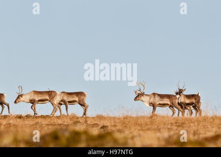 Caribou herd in the Alaskan Range mountains during the autumn rut.