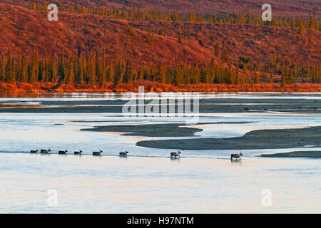 Caribou crossing the Susitna River at sunset during the autumn rut. Stock Photo