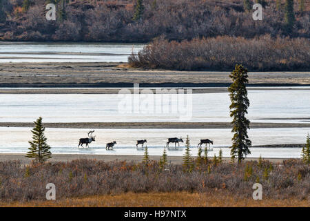 Caribou crossing the Susitna River at sunset during the autumn rut. Stock Photo