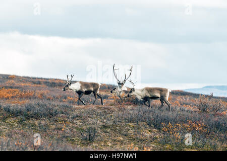 Caribou herd in the Alaskan Range mountains during the autumn rut Stock ...