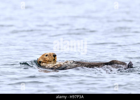 Northern sea otter rafting buoyantly in the sea off the Alaska coast Stock Photo