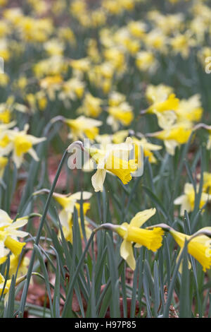 Wild daffodils Narcissus pseudonarcissus in Pinnick Wood New Forest National Park Hampshire England Stock Photo