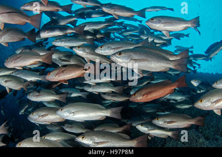 school of Whipper Snapper, Jordans Snapper, Malpelo Island, Colombia, East Pacific Ocean Stock Photo