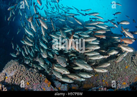 school of Whipper Snapper, Jordans Snapper, Malpelo Island, Colombia, East Pacific Ocean Stock Photo