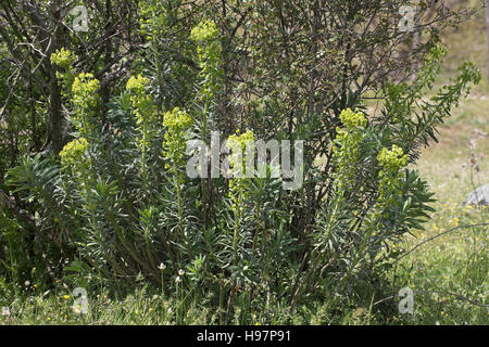 Euphorbia wulfenii Corsica France Stock Photo