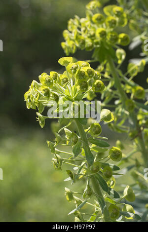 Euphorbia wulfenii Corsica France Stock Photo