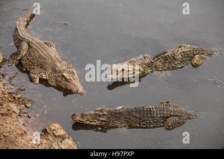 Three Cuban crocodiles resting in the water waiting for lunch, Guama, Santiago do Cuba, Cuba, Caribbean. Stock Photo