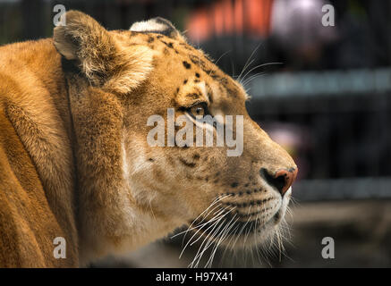 Portrait of liger, lion and tiger cub Stock Photo