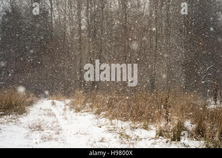 Winter forest in vintage postcard style Stock Photo