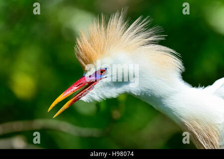 Cattle egret Stock Photo