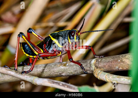 eastern lubber grasshopper, everglades, florida Stock Photo