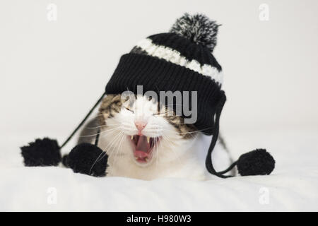 Funny cat yawning ready to sleep, wearing a warm hat with pompon. Lying  on a blanket. Winter season concept. Stock Photo