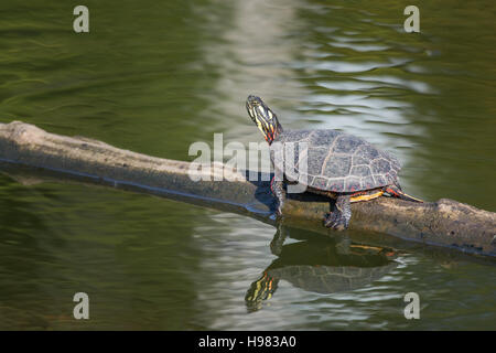 A painted turtle gets some sun on a log in fall in New England Stock Photo