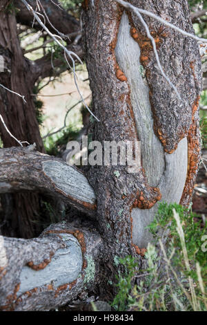Capulin, New Mexico - Porcupine damage to a tree in Capulin Volcano National Monument. Stock Photo