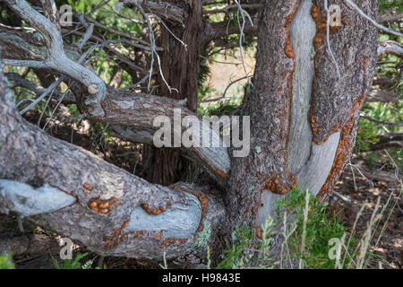 Capulin, New Mexico - Porcupine damage to a tree in Capulin Volcano National Monument. Stock Photo