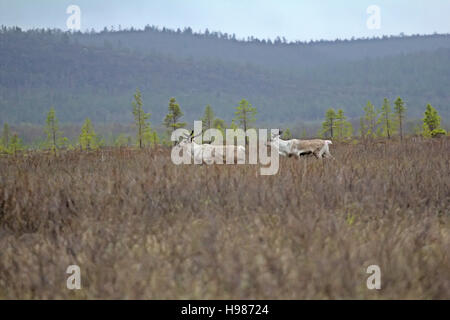 European reindeer (Rangifer tarandus): bull she-deer and high marsh Lapland in spring. On backdrop of hills and pine forests and bushy tundra (dwarf