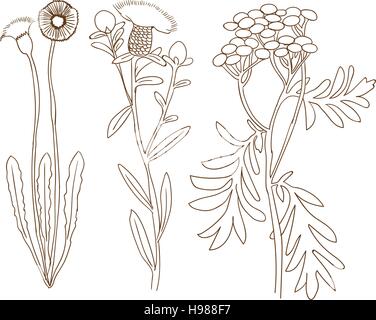 Detailed plant sketch Stock Vector