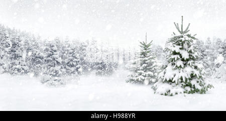 Outdoor panorama shot of two young fir trees in thick snow at the edge of a forest, for the perfect Christmas mood Stock Photo