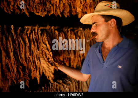 Man drying tobacco-leaves, Vinales valley, Cuba, Stock Photo