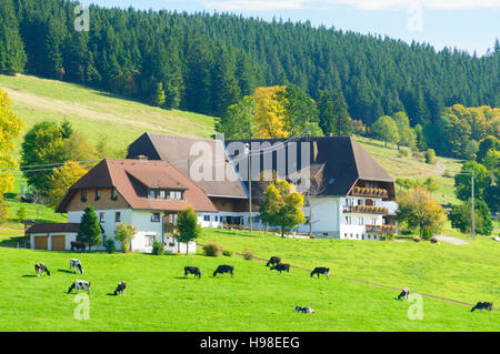 St. Märgen im Schwarzwald: Farms in the Black Forest, cows, Schwarzwald, Black Forest, Baden-Württemberg, Germany Stock Photo