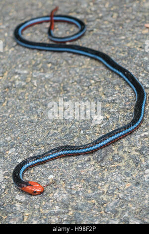 Malaysian Blue Coral snake (Calliophis bivirgata) lying motionless. Stock Photo