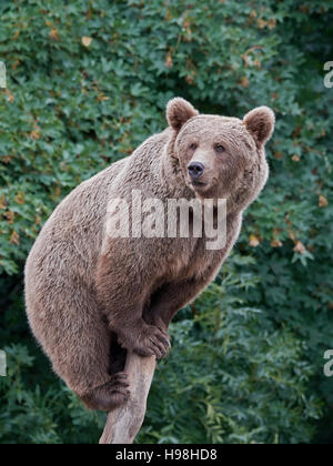 Brown bear sitting on a tree trunk with vegetation in the background