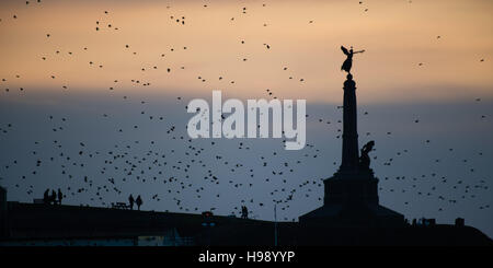 Aberystwyth Wales UK, Sunday  20 November 2016  UK weather : On a calm, clear  and cold evening flocks of  starlings fly in from their daytime feeding grounds , swooping around the iconic war memorial in Aberystwyth on the coast of west Wales  Every evening in the autumn and winter, tens of thousands of the birds gather to roost safely overnight on the latticework of cast iron legs underneath the Victorian  seaside pier   photo Credit:  Keith Morris / Alamy Live News Stock Photo