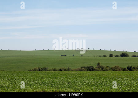 Parana, Brazil. 19th November, 2016. Blue sky over soybean fields is ...