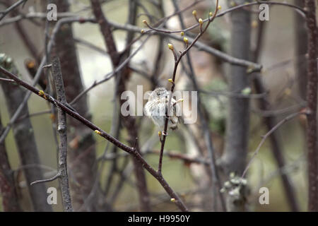 Red poll (linnet Acanthis) fledgling has left nest in early spring when branches unfold buds. Lapland, beginning of may Stock Photo